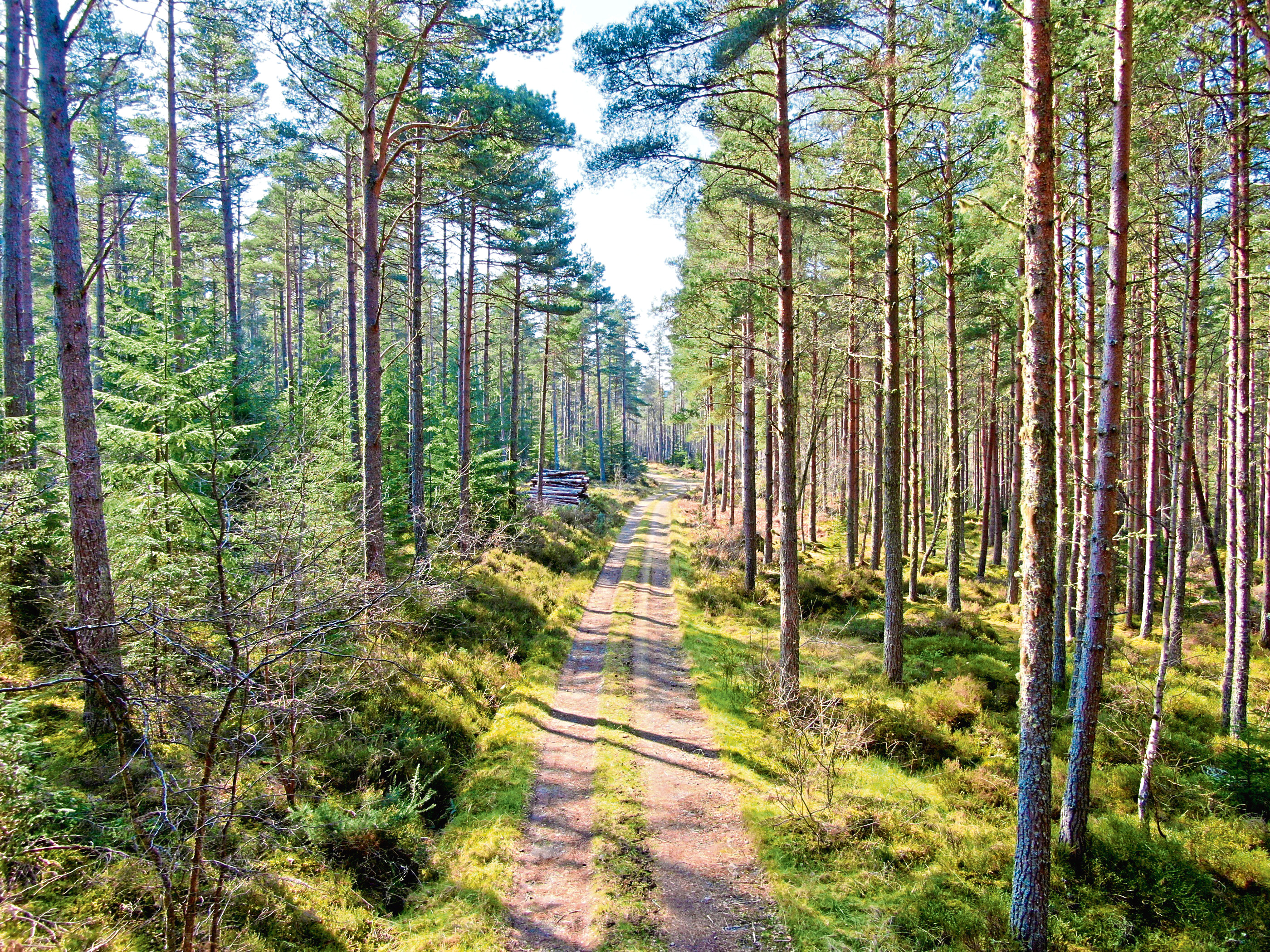 The Scottish Government’s planting target of 25,000 acres was exceeded this year, with 27,700 acres of new woodland, according to the UK Forest Market Report.