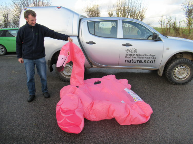 SNH Nature Reserve Officer Daryl Short with beach find of inflatable flamingo