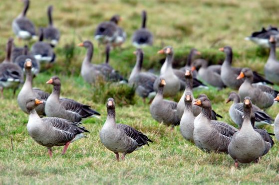 NFU Scotland wants continued financial support for farmers to help manage geese populations in the Scottish islands.