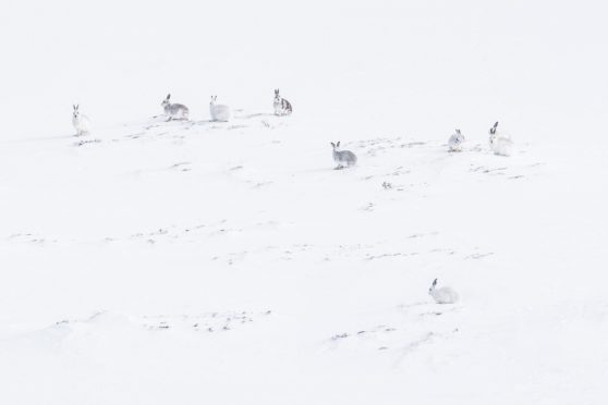 Mountain hares Invercauld Estate, credit Steven Rennie Photography