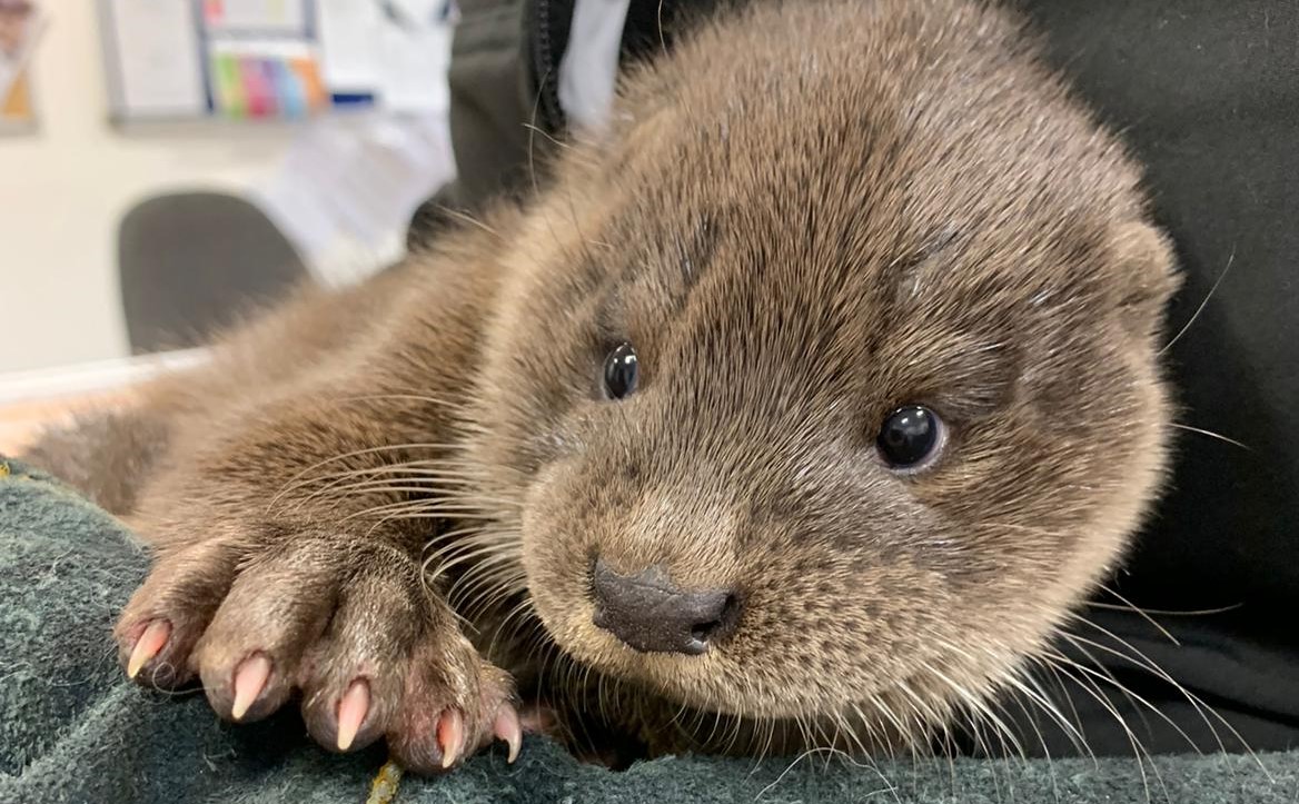 Baby otter found wandering in Inverurie.