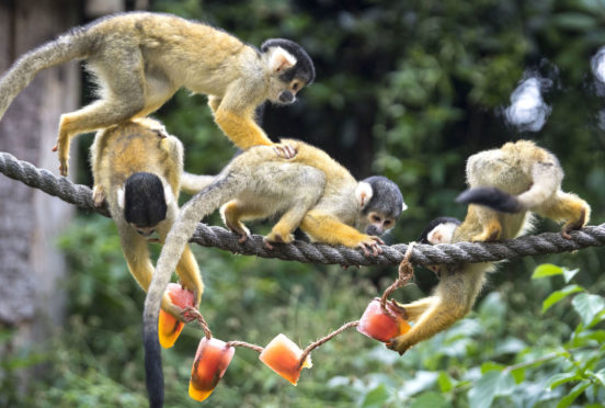 Squirrel monkeys cool off at ZSL London Zoo