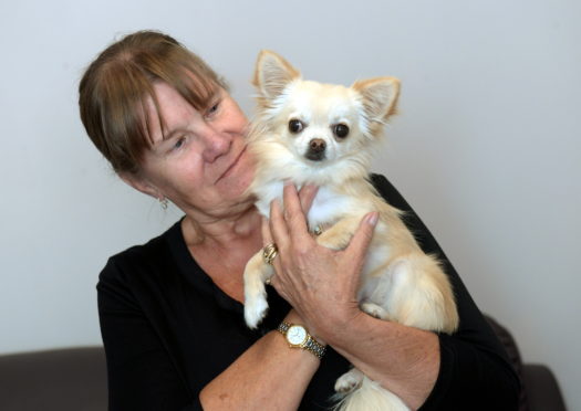 Sheila Gillander's teacup Chihuahua Emma was nearly snatched by a bird of prey in her back garden. 
Picture by KATH FLANNERY