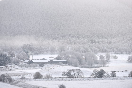 Picture by SANDY McCOOK   8th November '19
 Snow covers the fields as sheep graze on turnips at Balliefurth, Nethy Bridge.