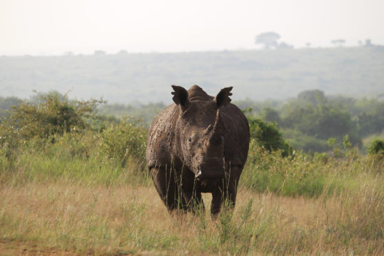 rhino at Nairobi National Park