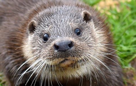 Shetland is home to hundreds of otters