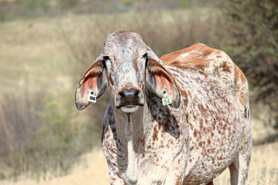 The tags were trialled on farms in South Africa.