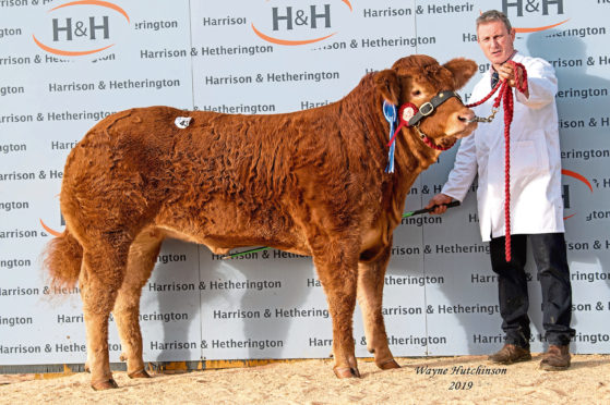 Sarkley Odelisha sold for 20,000gn

Red Ladies Derby 2019. Pic by Wayne Hutchison