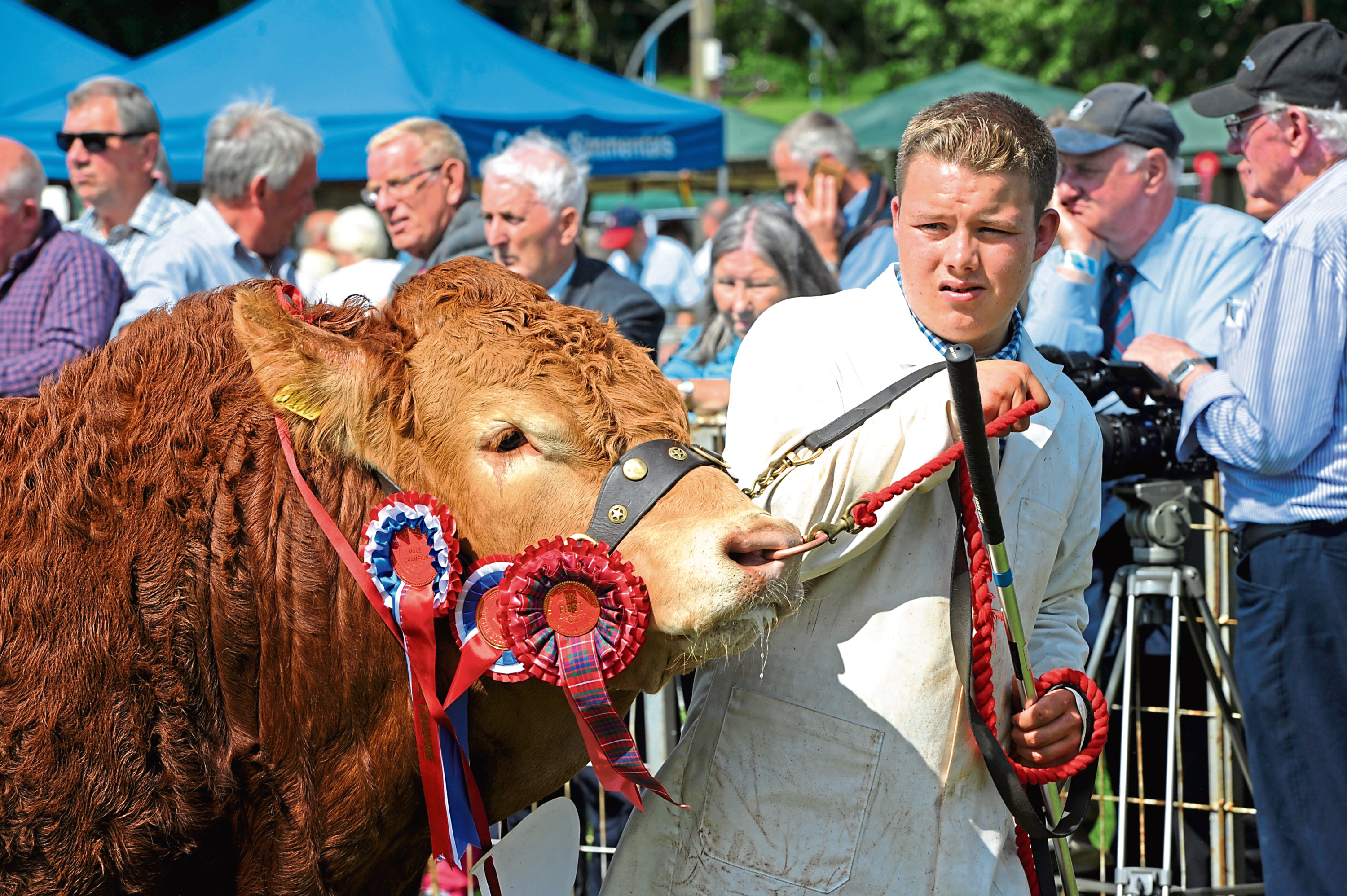 Limousin breeders will flock to the two-day event in August 2020.