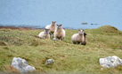 The SCF believes crofting is coming into its time.
