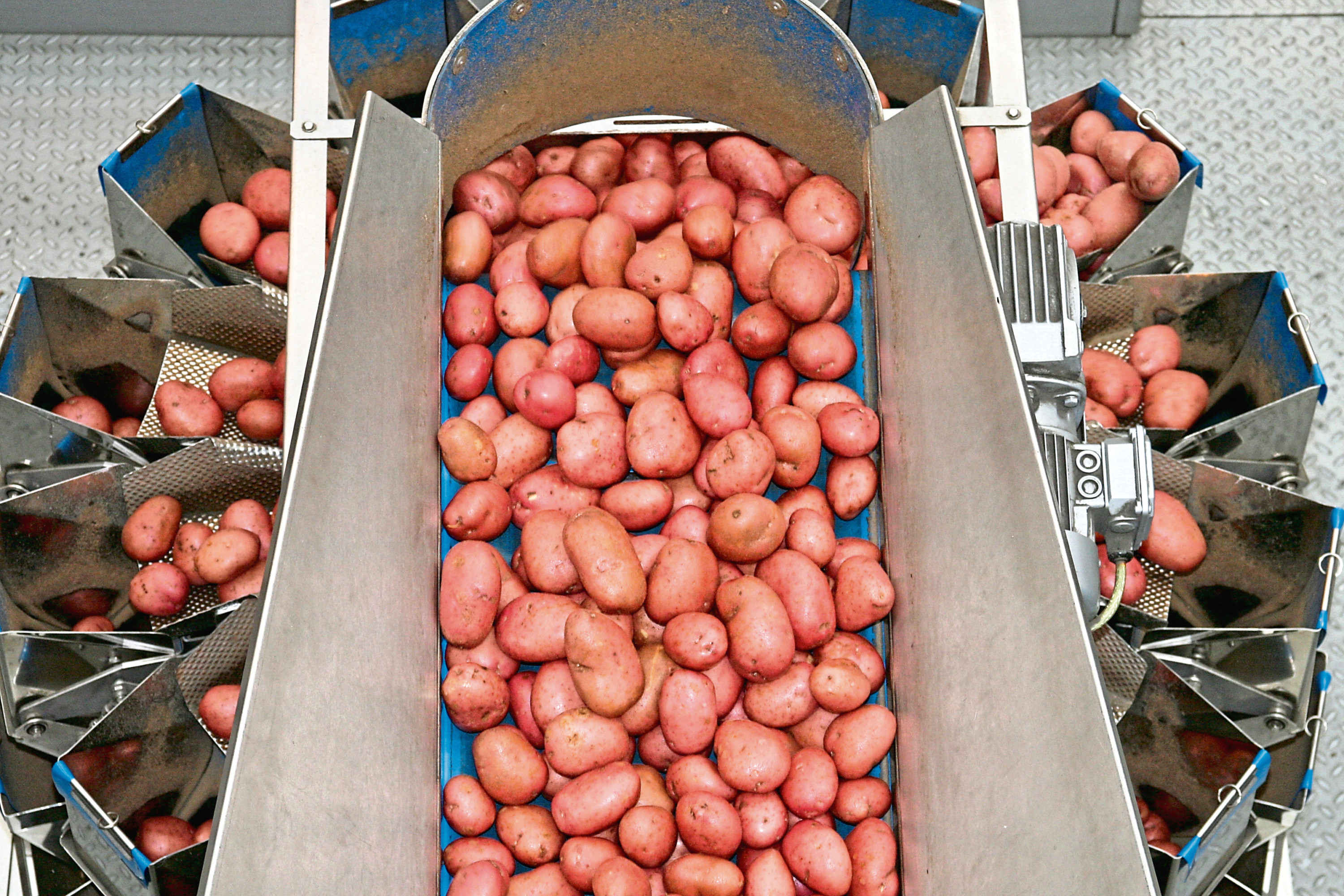 Rooster potatoes are processed at Albert Bartlett, Airdrie.