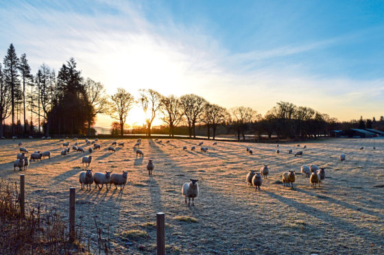 Scottish farms can expect to receive government subsidy at the current levels for 2020.