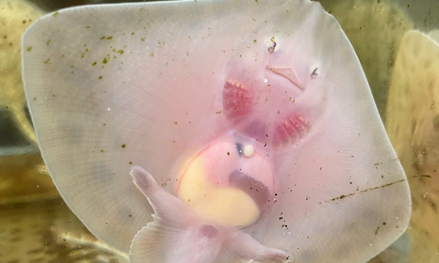 Baby thornback ray - picture by Macduff Marine Aquarium