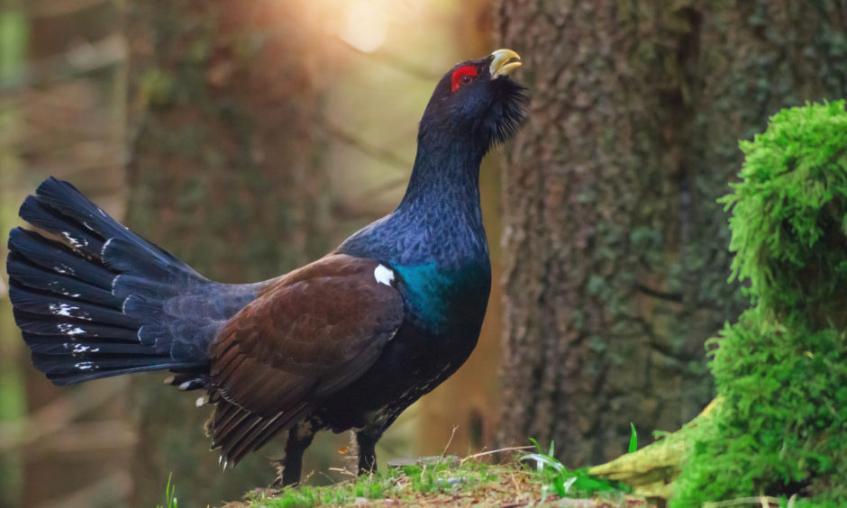 The western capercaillie, also known as the wood grouse, heather cock, or just capercaillie.