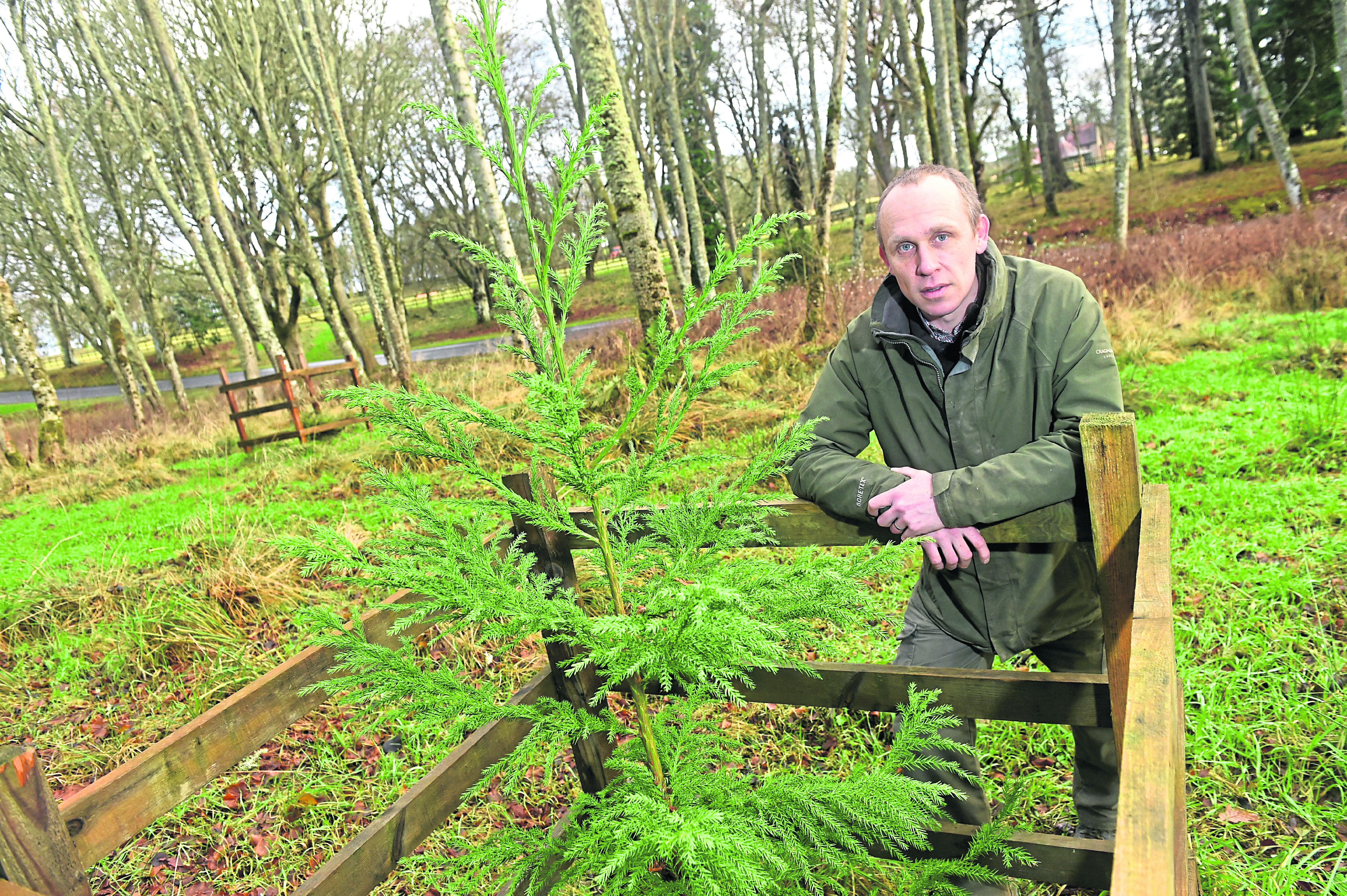 Head gardener at Skibo Castle, William Moir with some of the endangered conifers from around the world which are being helped at Skibo and other locations around the country.
Picture by Sandy McCook