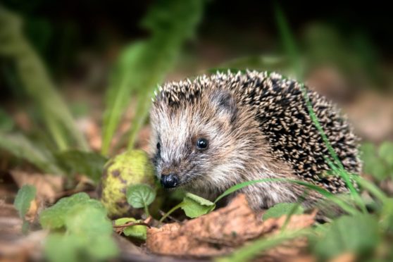 Hedgehogs are among the  species identified as vulnerable by WWF Scotland.