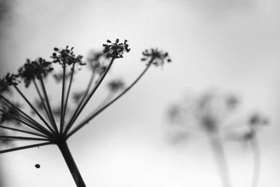 Image of grasses near Loch Ness by Julia Sidell