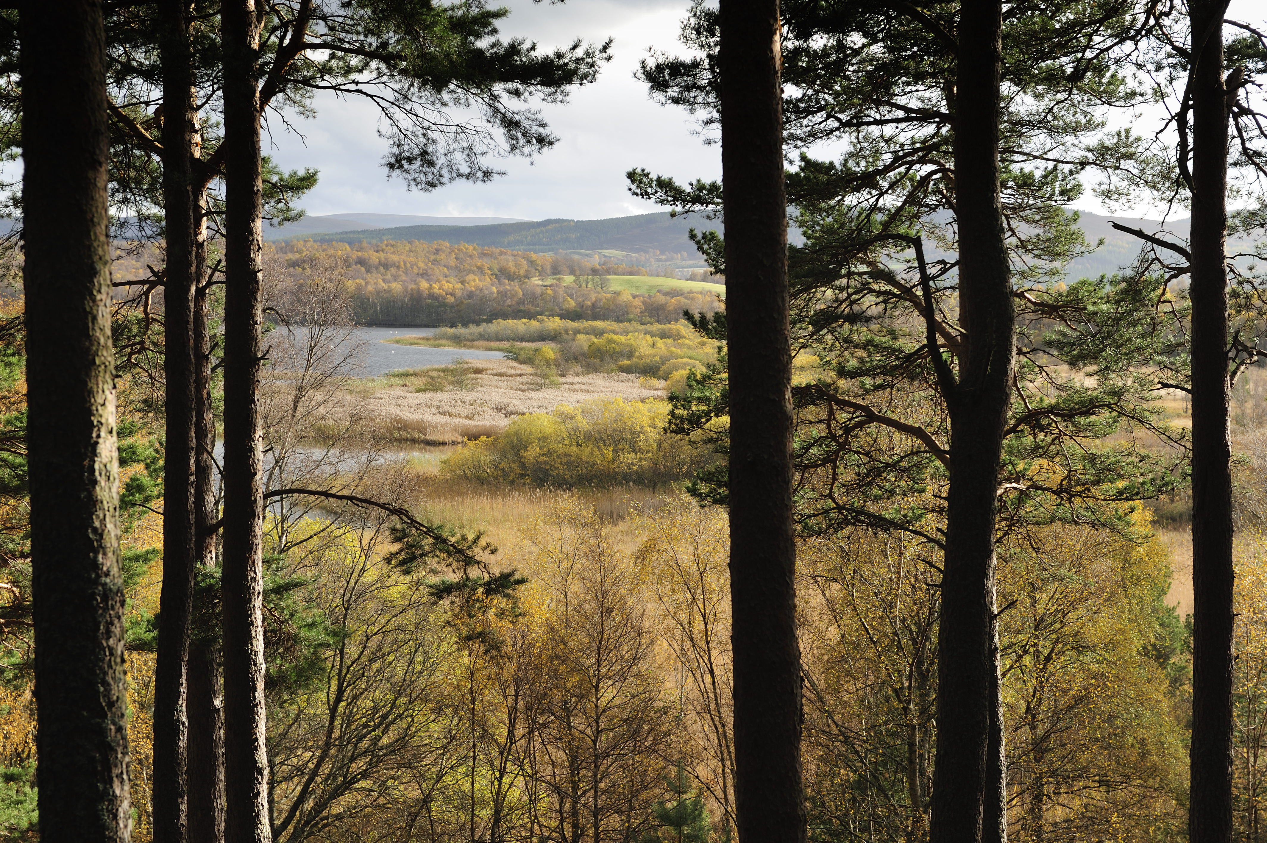 Scots pine, bull rushes and willow carr at Muir of Dinnet NNR.
©Lorne Gill/SNH