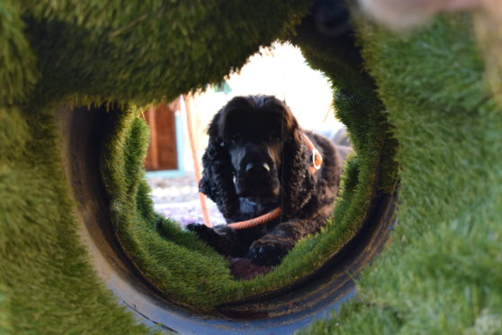 Nevis in the sensory garden