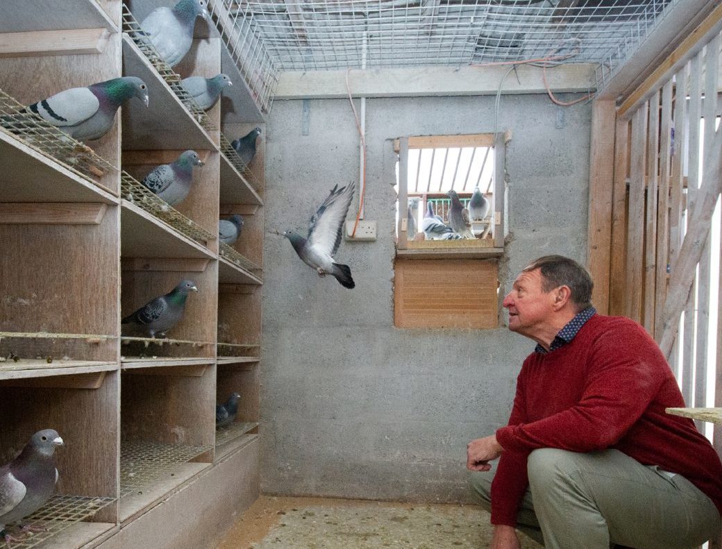 Pigeon fancier, Rick Richards is pictured at home with his beloved pigeons.

Pictures by JASON HEDGES