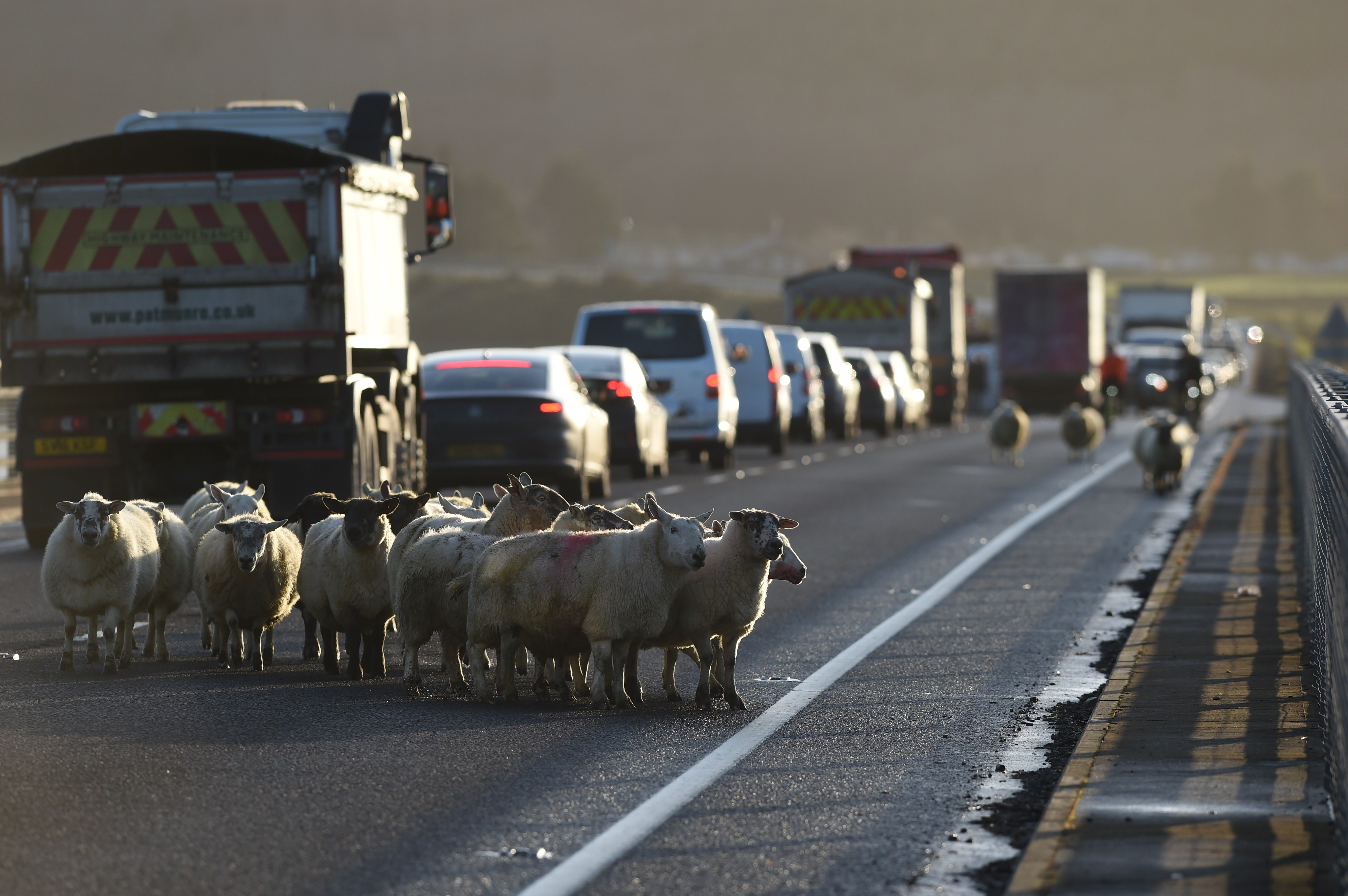 Sheep on the road on Dornoch Bridge. Picture by Sandy McCook