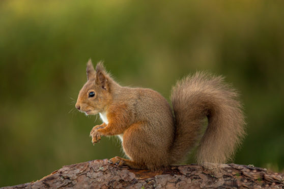 Red squirrel