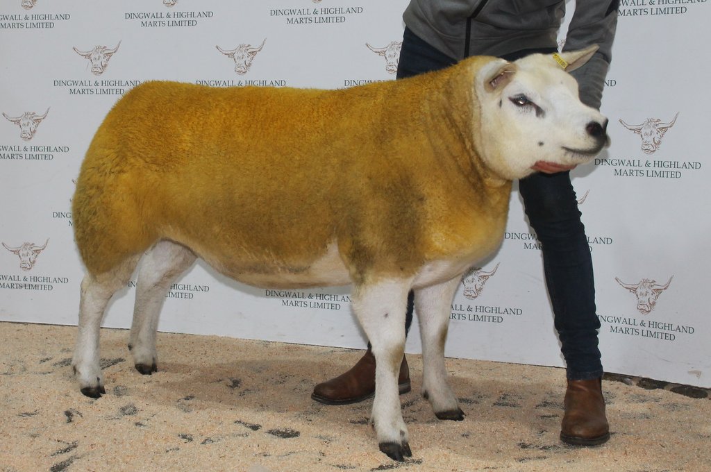 Robbie Wilson's Texel gimmer sold for 4,000gn.