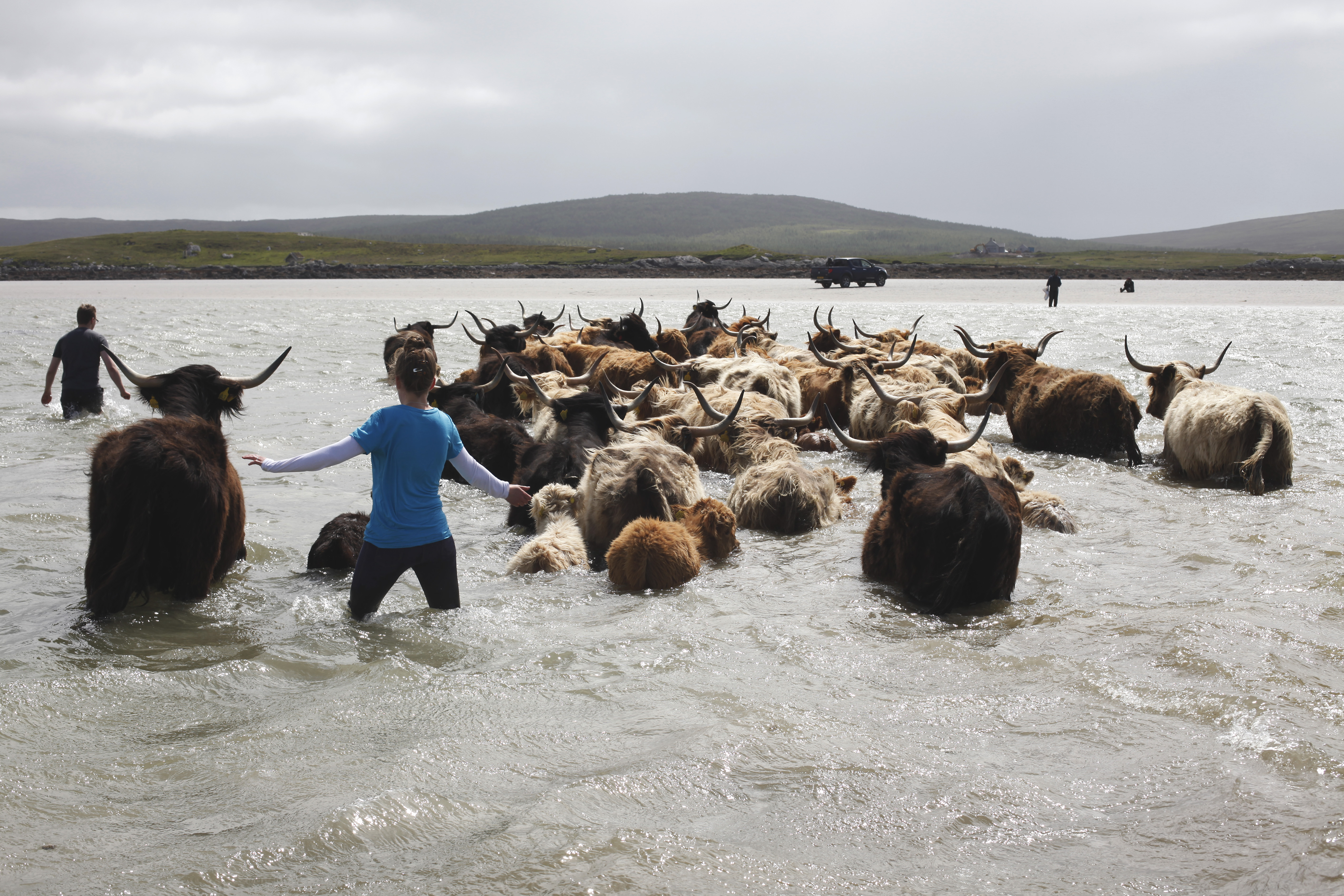 Angus MacDonald moves his pedigree Highland Cattle across the bay at low tide from North Uist to the uninhabited island of Vallay where the cattle will winter.