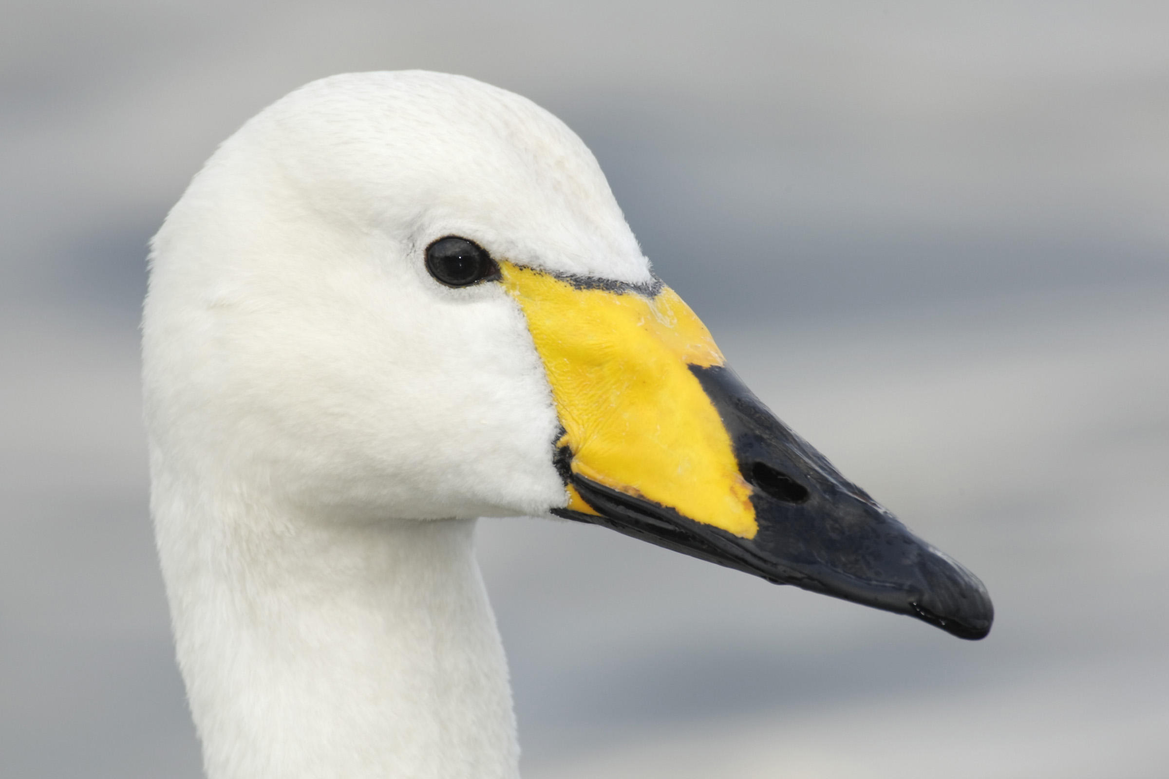 A Whooper Swan.