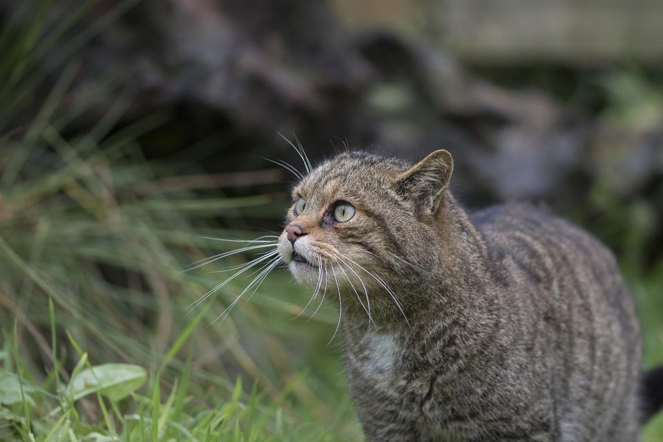 A Scottish Wildcat