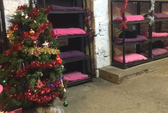 The festively decorated Cats Hotel at Willows