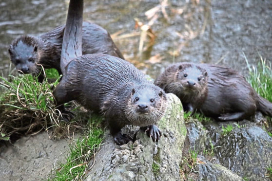 Otters Brig of Balgownie Hogmanay