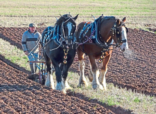 Ploughman Jim Elliot with his Clydesdale horses.