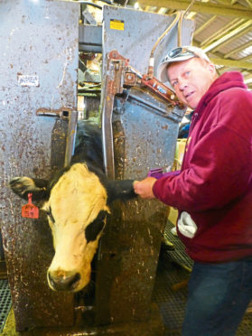 Mike Martz implants cattle with growth hormones