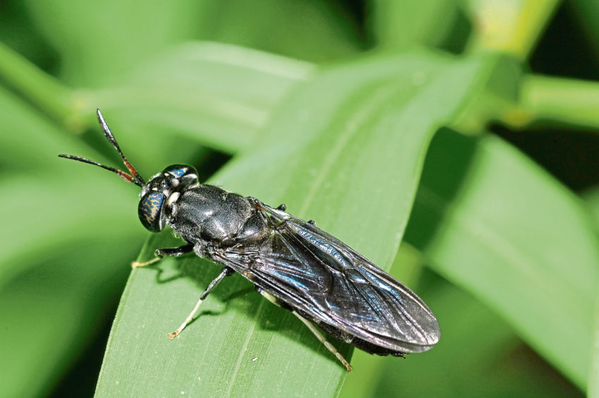 Insect farming could soon have sector buzzing - Press and Journal