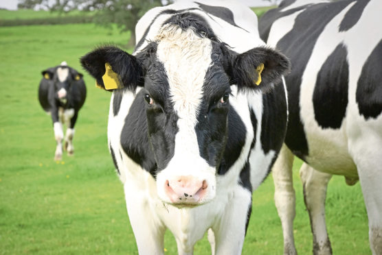 There are now less than 900 dairy herds in Scotland.