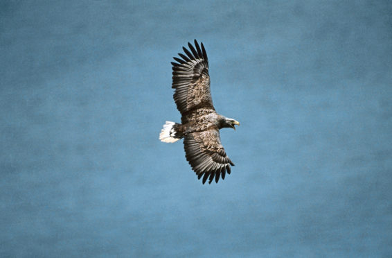 Adult white-tailed eagle in flight over the sea.