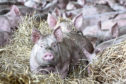 Experts say it is only a matter of time before the arrival in Britain of African swine fever, which has killed a quarter of the world’s pigs.