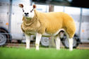 Rhaeadr Best Of The Best sold for 125,000gn at the Texel sale in Lanark in August 2018.
