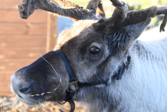 One of the Ythanbank Reindeer herd