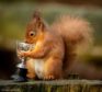 The red squirrel with the trophy. Picture by Sean Harrower
