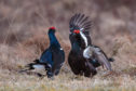 Black grouse displayed at Beinn Eighe for the first time last year.