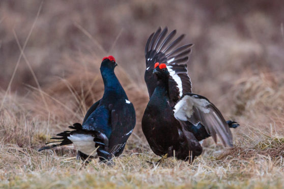 Black grouse displayed at Beinn Eighe for the first time last year.