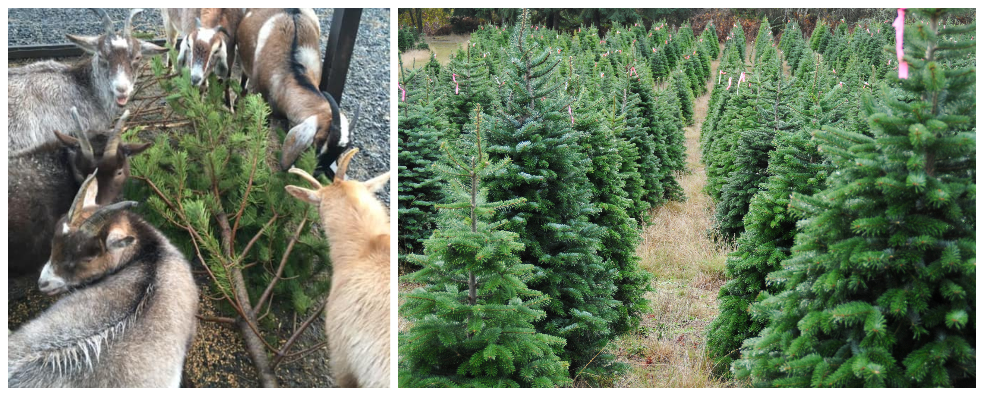 An appeal has been lodged to find a better use than the landfill for unwanted Christmas trees