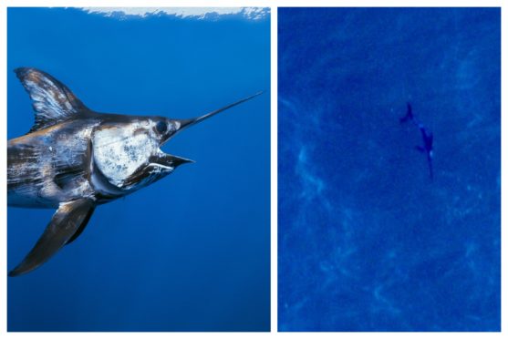 An aerial drone survey spotted the swordfish at the Seagreen wind farm site. Left pic: Jeff Rotman/ Blue Planet Archive
