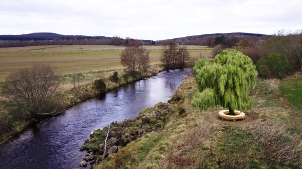 The proposed Brexit Tree to be planted at Huntly Castle.