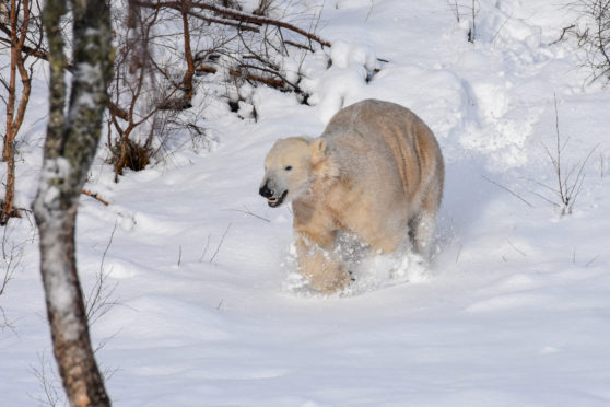 Hamish the polar bear having fun in the snow.