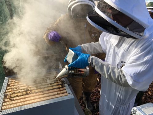 Beekeeping has been causing a buzz at Mearns Academy