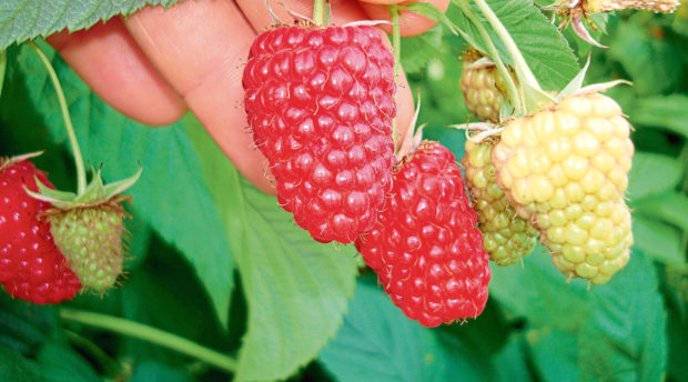 The firm is investing to create new varieties of soft fruit.