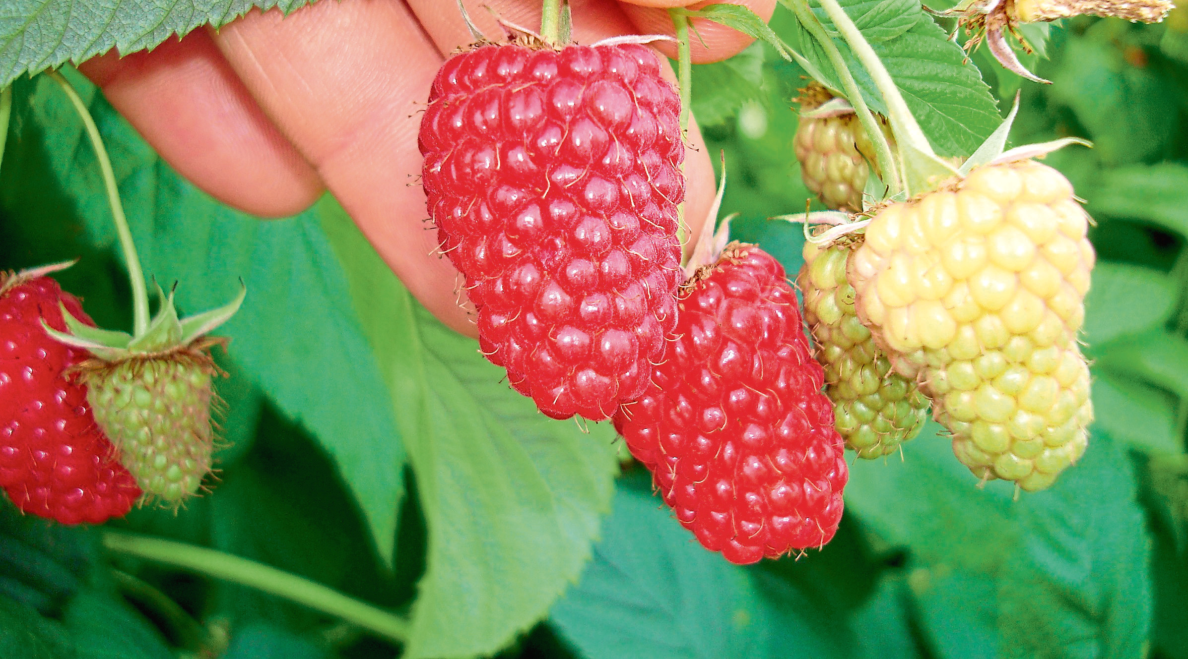 The firm is investing to create new varieties of soft fruit.